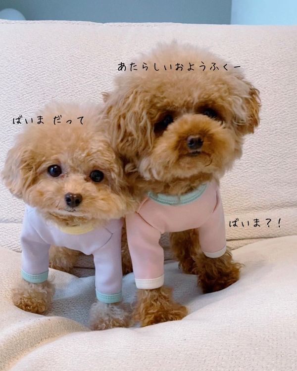 二次利用許諾済み画像