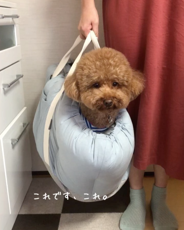 二次利用許諾済み画像