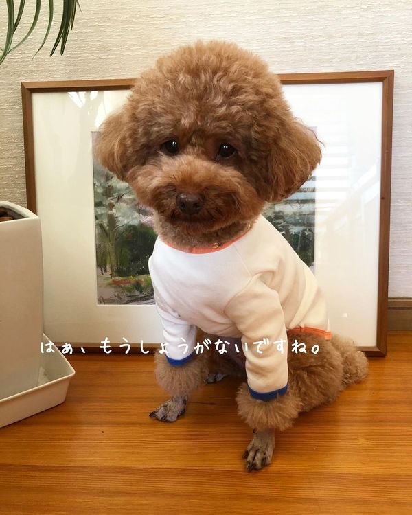 二次利用許諾済み画像