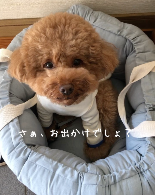 二次利用許諾済み画像