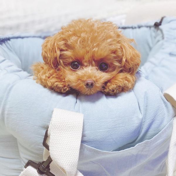 二次利用許諾済み画像