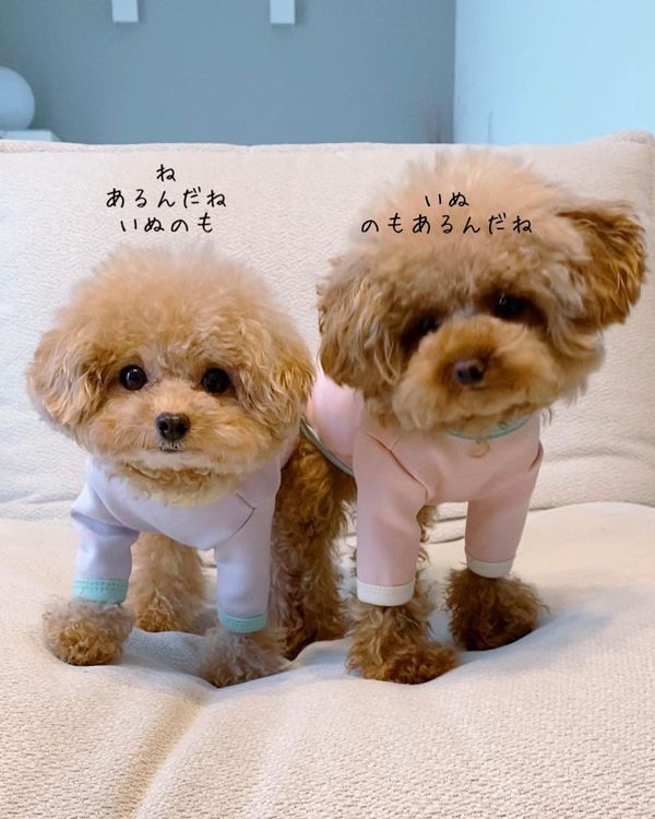 二次利用許諾済み画像