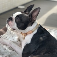 マリンスタイルでお散歩♡NY発のお洒落なドッグブランド『FOUND MY ANIMAL(ファウンド マイ アニマル)』