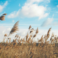 2021年は風の時代。いまを心地よく生きるための【4つのメソッド】