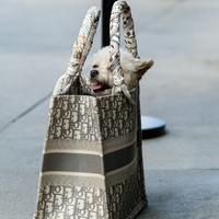 「Dior (ディオール)」BOOK TOTE (ブックトート) 柄図鑑【保存版まとめ】