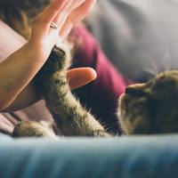 美しさと引き換えに“動物たち”を犠牲にしたくない。「クルエルティフリー」を宣言する海外ビューティーブランド5選