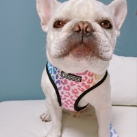フレンチブルドッグ専門ハーネスブランド”FRENCHIE(フレンチ)”
