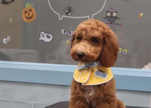 愛犬家が思わずまとめ買いしちゃう!?お洒落なインポートペットグッズ【犬・ワンちゃん編】