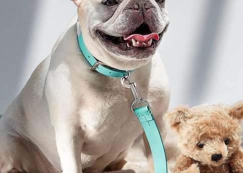 【おしゃれペット用品(犬編)】海外のインスタ映えするドッグリード♡